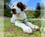 Small #6 Great Pyrenees Mix
