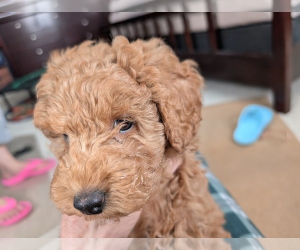Medium Photo #1 Goldendoodle Puppy For Sale in WILKES BARRE, PA, USA