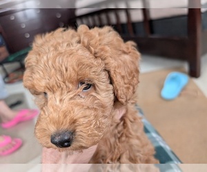 Goldendoodle Puppy for sale in WILKES BARRE, PA, USA