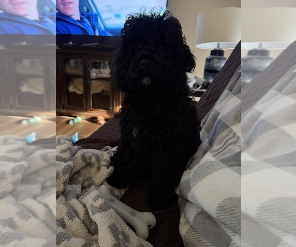 Medium Photo #8 Cockapoo (Miniature) Puppy For Sale in GREENTOWN, IN, USA
