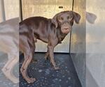 Small Pointer Mix