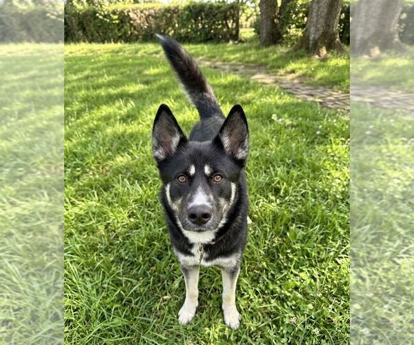 Medium Photo #2 Gerberian Shepsky Puppy For Sale in Martinsburg, WV, USA