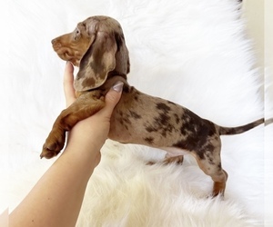 Dachshund Puppy for sale in DAVIS, CA, USA