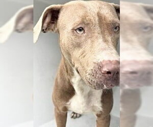 Mutt Dogs for adoption in Houston, TX, USA