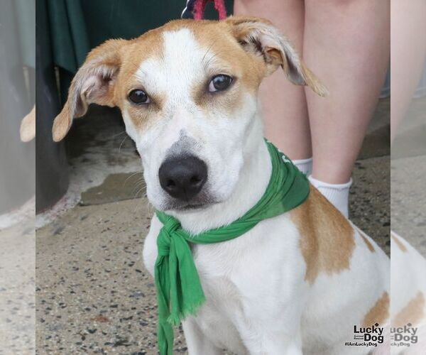 Medium Photo #6 Labrador Retriever-Unknown Mix Puppy For Sale in Washington, DC, USA