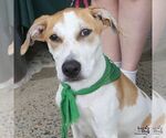Small #5 Labrador Retriever Mix