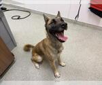 Small Siberian Husky Mix