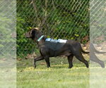 Small #3 Labrador Retriever Mix