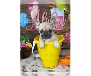 French Bulldog Puppy for sale in LIBERTY, TX, USA