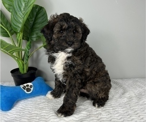 Bernedoodle (Miniature) Puppy for sale in FRANKLIN, IN, USA