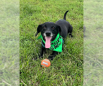 Small Photo #5 Doxle Puppy For Sale in San Diego, CA, USA