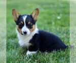 Small Photo #3 Pembroke Welsh Corgi Puppy For Sale in PARADISE, PA, USA