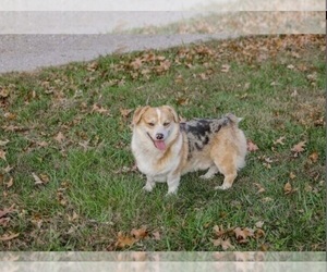 Father of the Pembroke Welsh Corgi puppies born on 01/06/2024