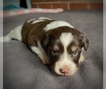Small Photo #19 Border Collie-Papillon Mix Puppy For Sale in CULPEPER, VA, USA