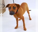 Small #5 Black Mouth Cur Mix