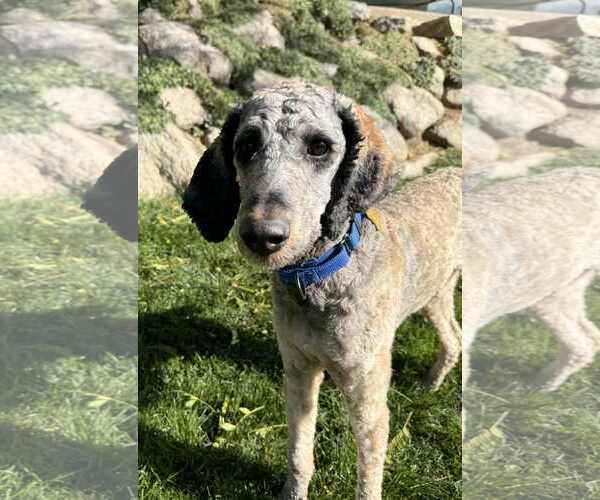 Medium Photo #14 Bernedoodle Puppy For Sale in Sandy, UT, USA