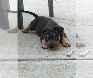 American Bully Puppy for sale in AURORA, CO, USA