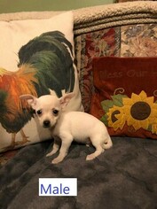 Chihuahua Puppy for sale in MERIDIAN, NY, USA