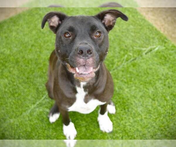 Medium Photo #2 American Staffordshire Terrier-Unknown Mix Puppy For Sale in Tallahassee, FL, USA