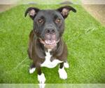 Small #1 American Staffordshire Terrier Mix