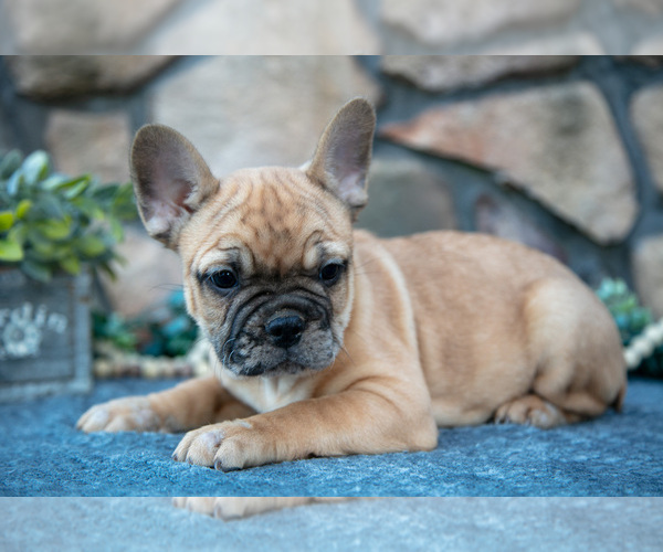 Medium Photo #2 French Bulldog Puppy For Sale in MILLERSBURG, OH, USA