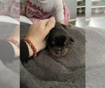 Small Photo #8 Rottweiler Puppy For Sale in ARDMORE, OK, USA