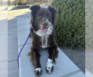 Jazzper - Male Mutt Dog for Adoption - Photo #3