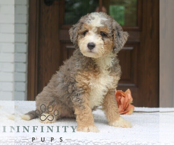 Medium Photo #2 Bernedoodle (Miniature) Puppy For Sale in NARVON, PA, USA