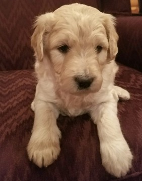 Medium Photo #1 Goldendoodle Puppy For Sale in DRY RIDGE, KY, USA