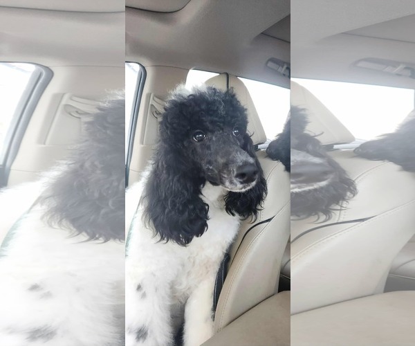 Medium Photo #9 Poodle (Standard) Puppy For Sale in Scottsboro, AL, USA