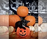 Small Photo #26 French Bulldog Puppy For Sale in YUCCA VALLEY, CA, USA