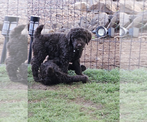 Medium Photo #2 Goldendoodle Puppy For Sale in SHOW LOW, AZ, USA