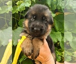 Puppy Yellow Puppy German Shepherd Dog