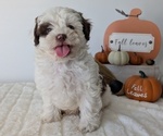 Puppy Logan ShihPoo