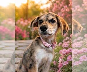Australian Shepherd-Catahoula Leopard Dog Mix Dogs for adoption in Ball Ground, GA, USA