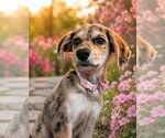 Small Australian Shepherd-Catahoula Leopard Dog Mix