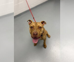 Mutt Dogs for adoption in St. Cloud, FL, USA