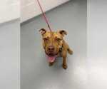 Small Mutt
