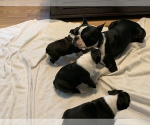 Father of the Boston Terrier puppies born on 05/30/2021