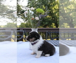 Small #9 Pembroke Welsh Corgi