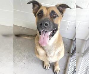 A660653 - Male Mastiff Dog for Adoption - Photo #3