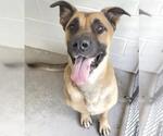 Small Photo #3 Mastiff Puppy For Sale in Houston, TX, USA