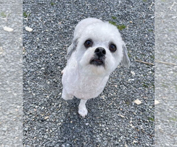 Medium Photo #1 Shih-Poo Puppy For Sale in Oak Bluffs, MA, USA