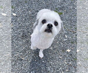 Shih-Poo Dogs for adoption in Oak Bluffs, MA, USA