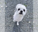 Small Shih-Poo