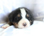 Small Photo #10 Bernese Mountain Dog Puppy For Sale in PIEDMONT, SC, USA
