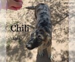 Small Photo #18 German Shepherd Dog-Unknown Mix Puppy For Sale in Apple Valley, CA, USA