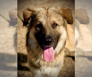 Anatolian Shepherd Dogs for adoption in San Andreas, CA, USA