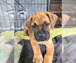 Puppy Legend Boerboel