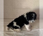 Small #2 Bernedoodle